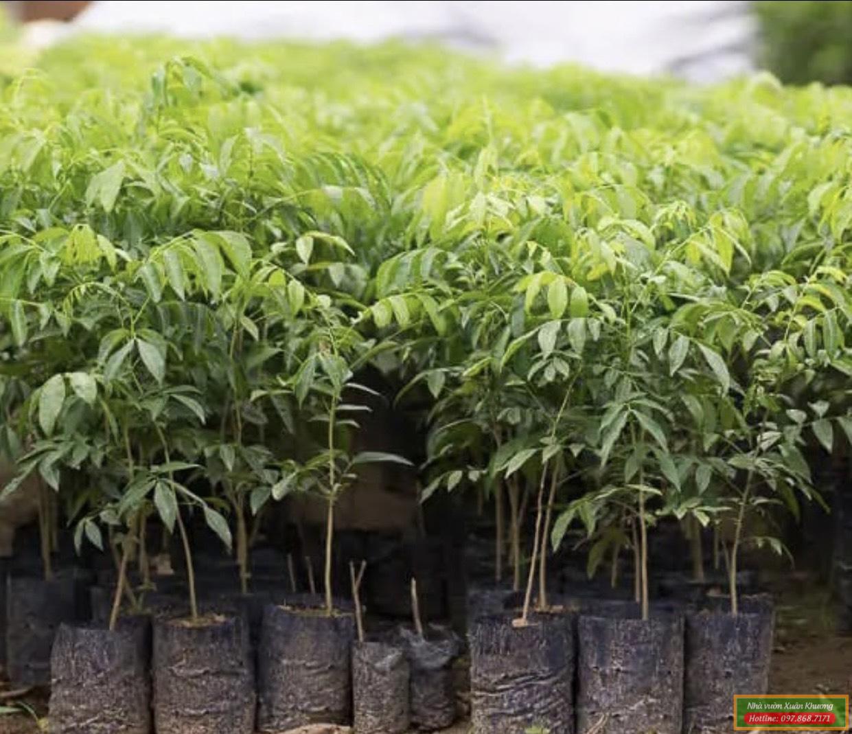 cây mắc mật giống