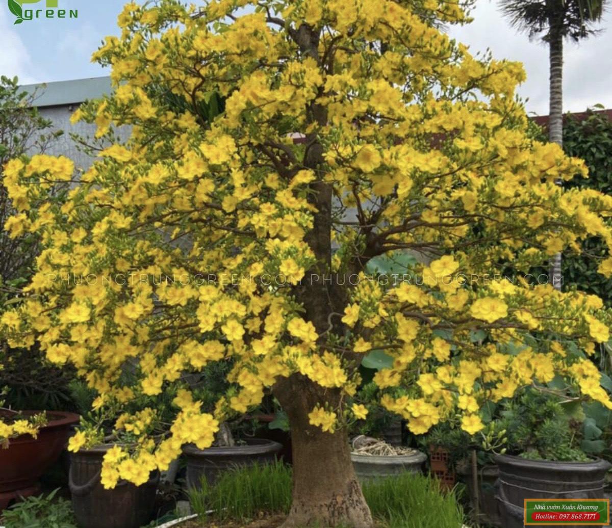 cây mai vàng tứ quý (1)