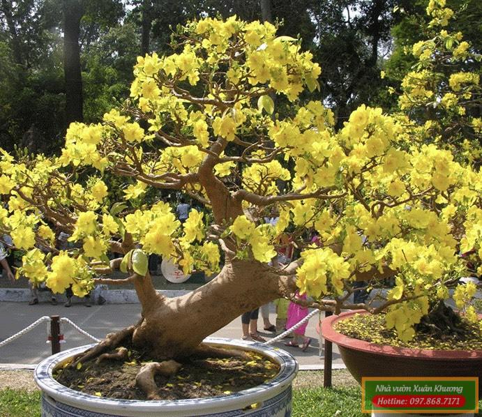 cây mai vàng tứ quý (2)
