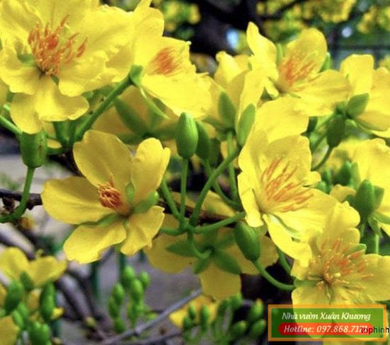 cây mai vàng tứ quý (5)