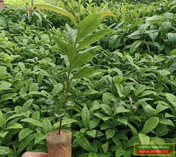 cây mai vàng tứ quý giống (1)