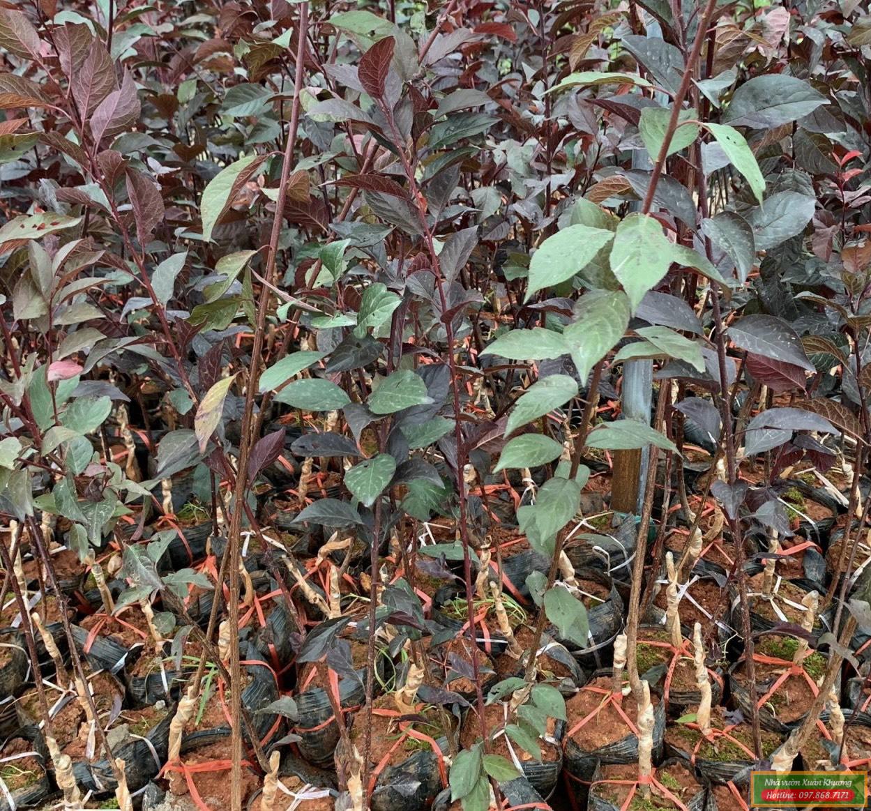 cây mận đỏ úc giống (1)