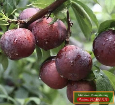 cây mận hậu (2)