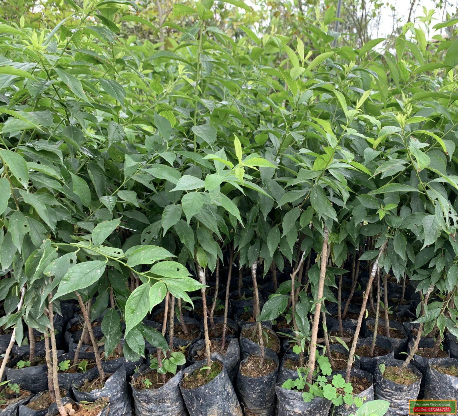 cây mận hậu giống