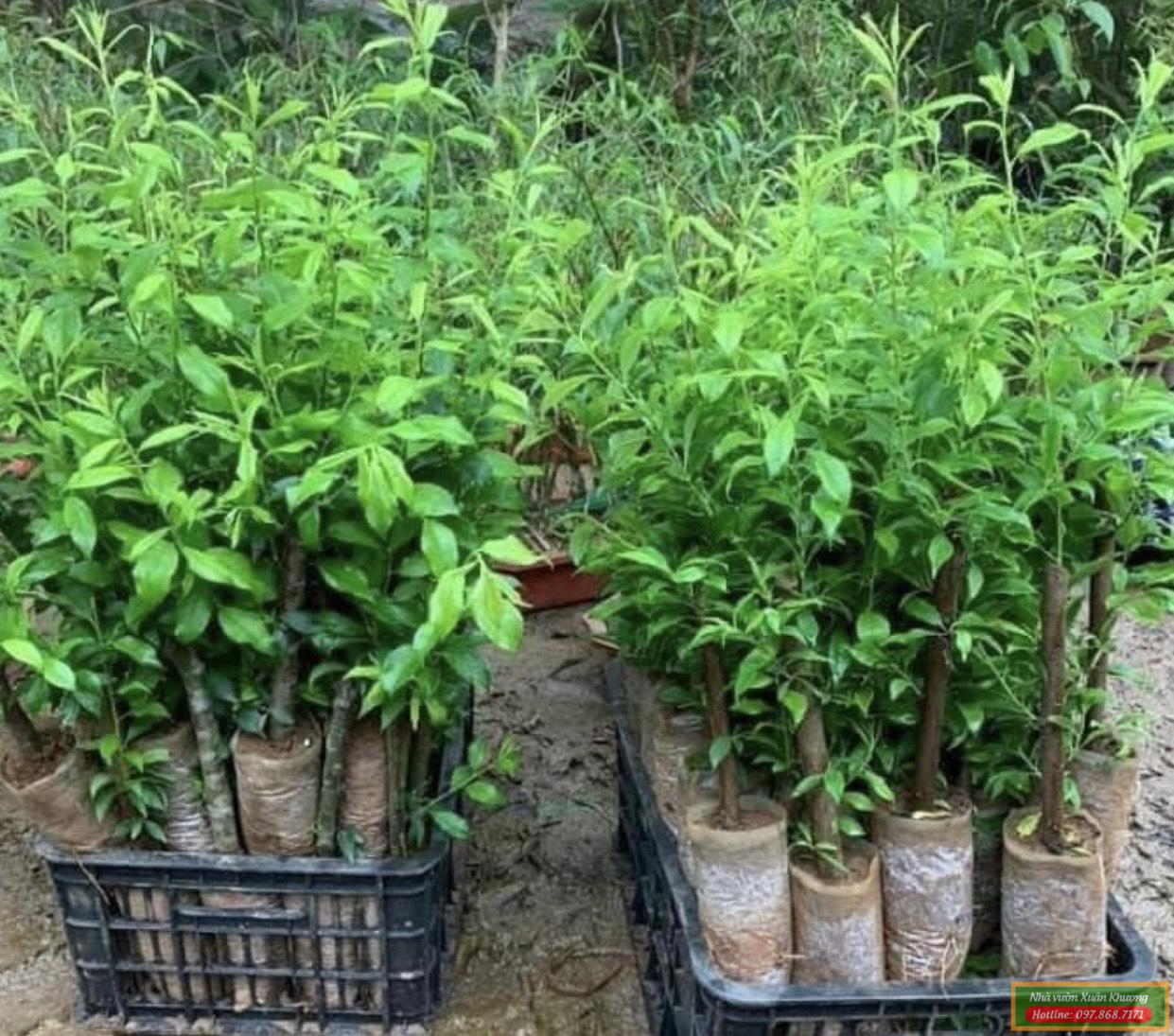 cây mận tam hoa giống