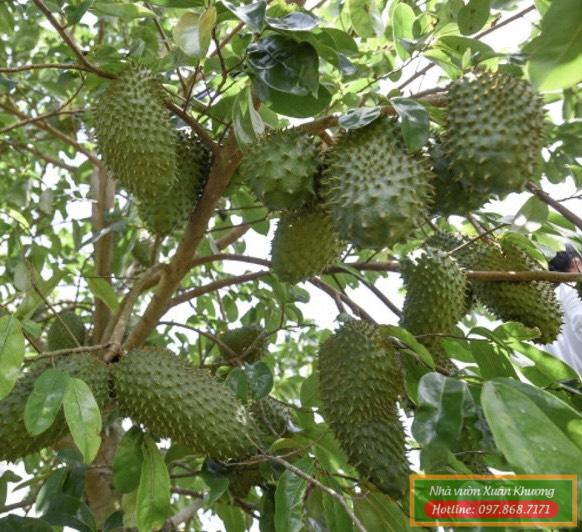 cây mẵng cầu xiêm đang có quả (2)