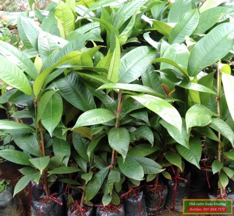cây măng cụt giống
