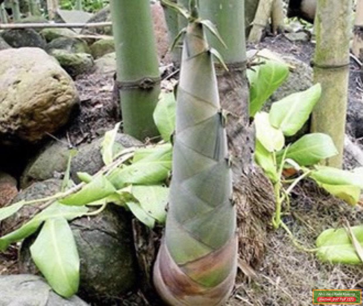 cây măng tre bát độ