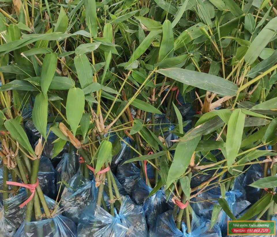 cây măng tren bát độ giống