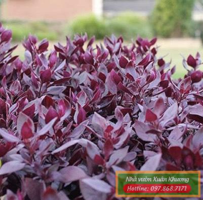 cây mắt nai tím (1)