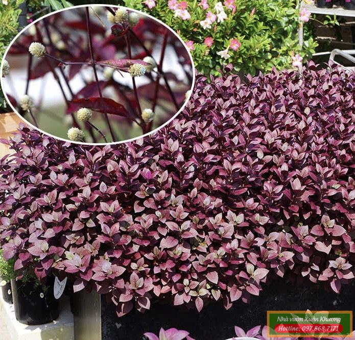 cây mắt nai tím (2)