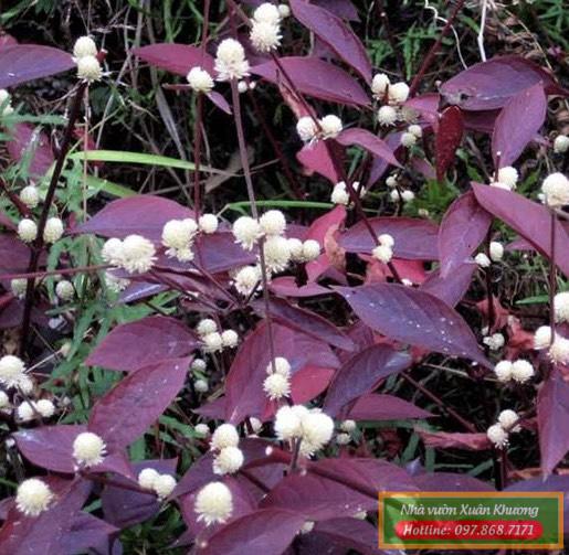 cây mắt nai tím (4)