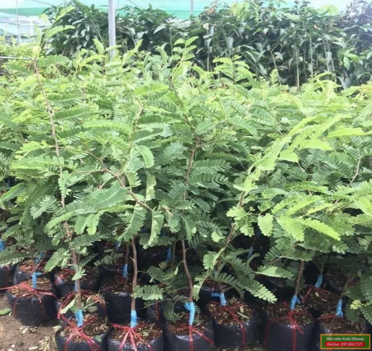 cây me thái giống