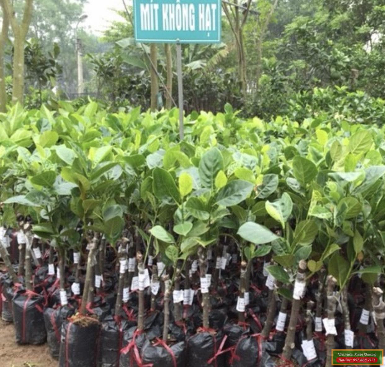 cây mít không hạt giống (1)