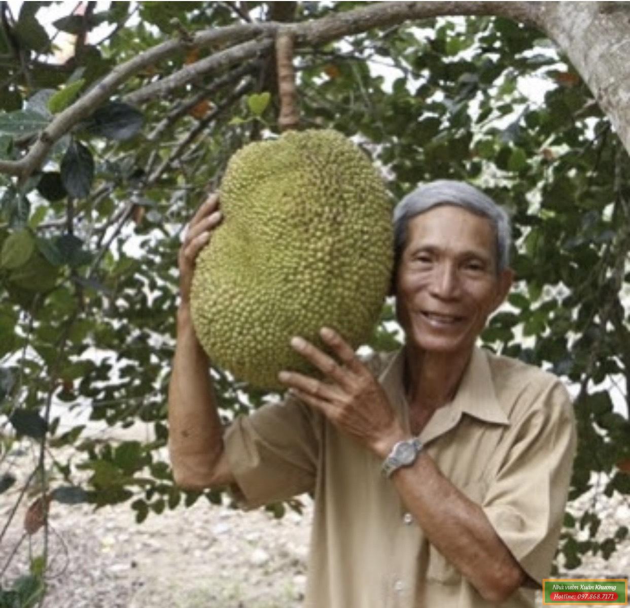 cây mít không hạt