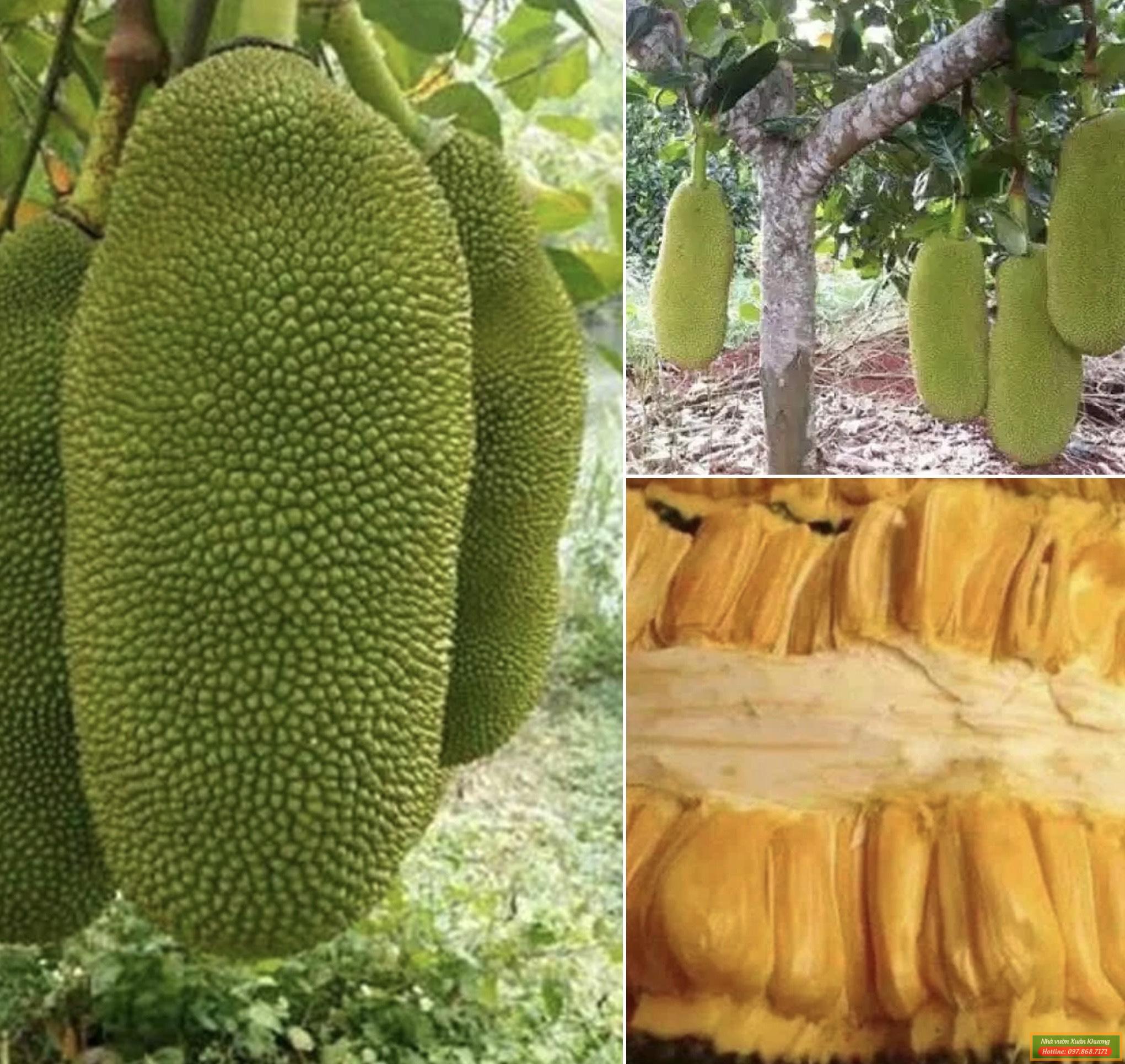 cây mít quả dài malaysia