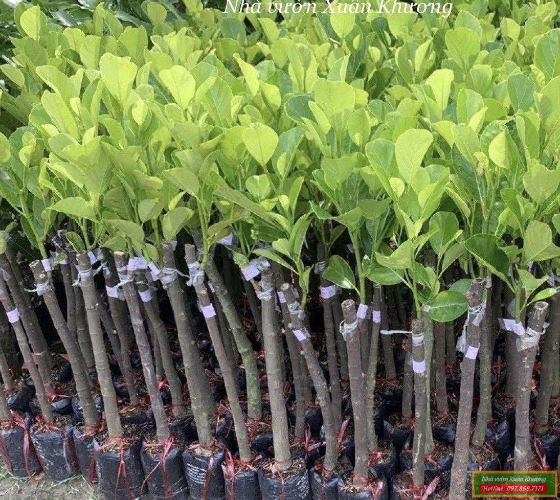 cây mít ruột đỏ indo giống (2)