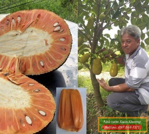 Kỹ thuật trồng cây Mít Ruột Đỏ Indonesia