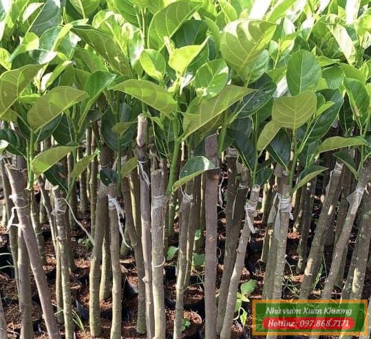 cây mít ruột đỏ malaysia giống (1)