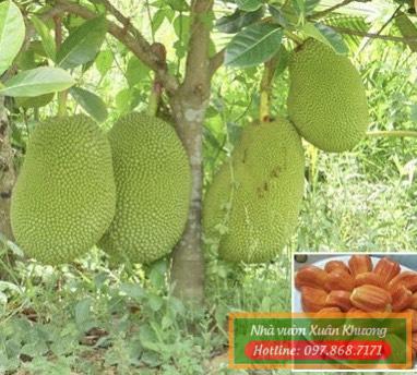 cây mít ruột đỏ malaysia