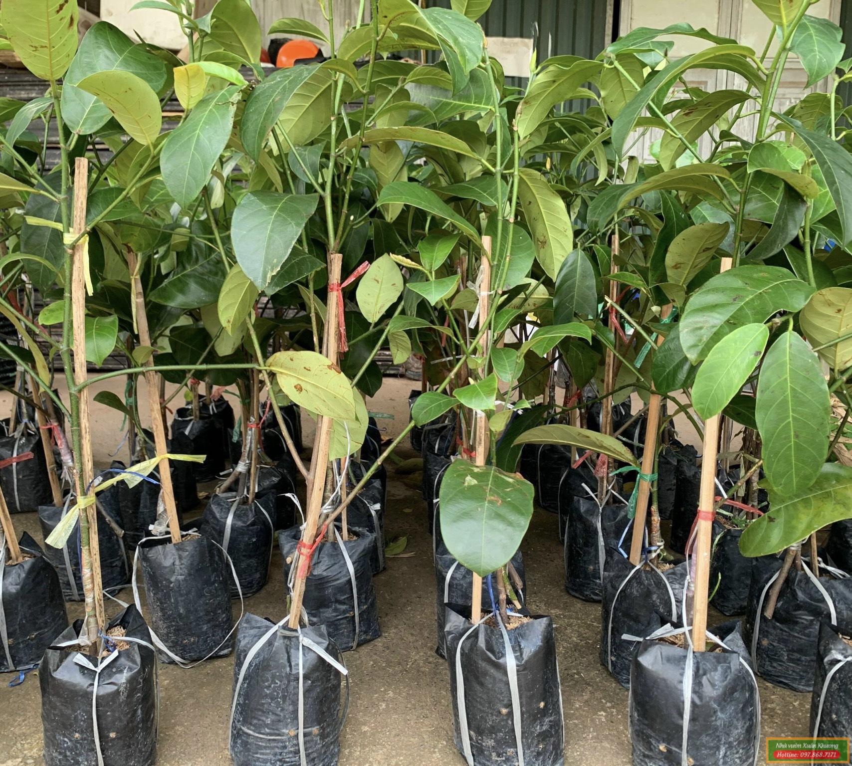 cây mít sầu riêng giống (1)