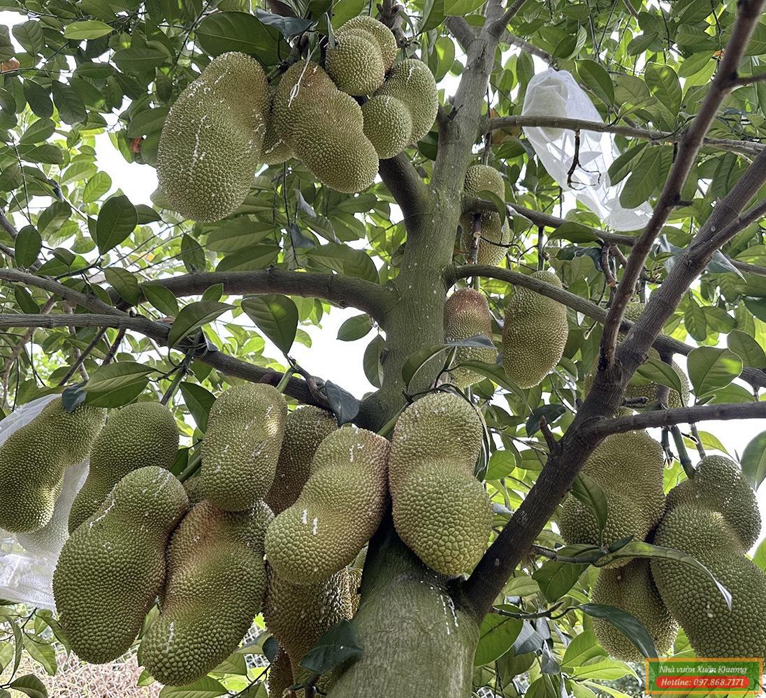 cây mít sầu riêng