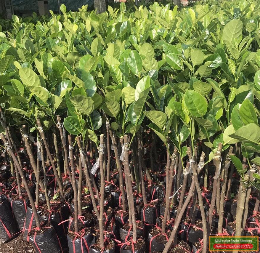 cây mít thái siêu sớm giống