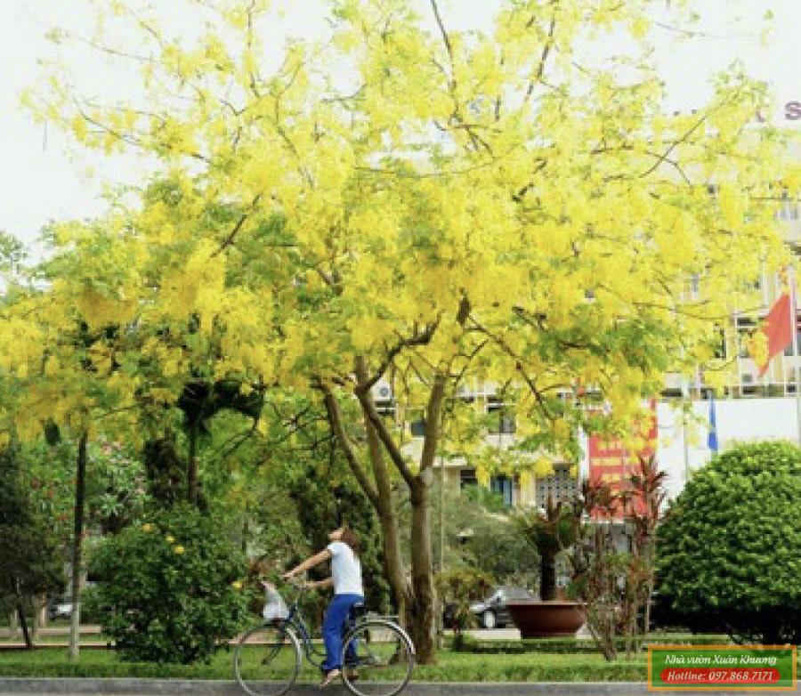 cây muồng hoàng yến osaka (1)