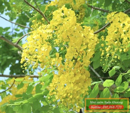 cây muồng hoàng yến osaka (3)