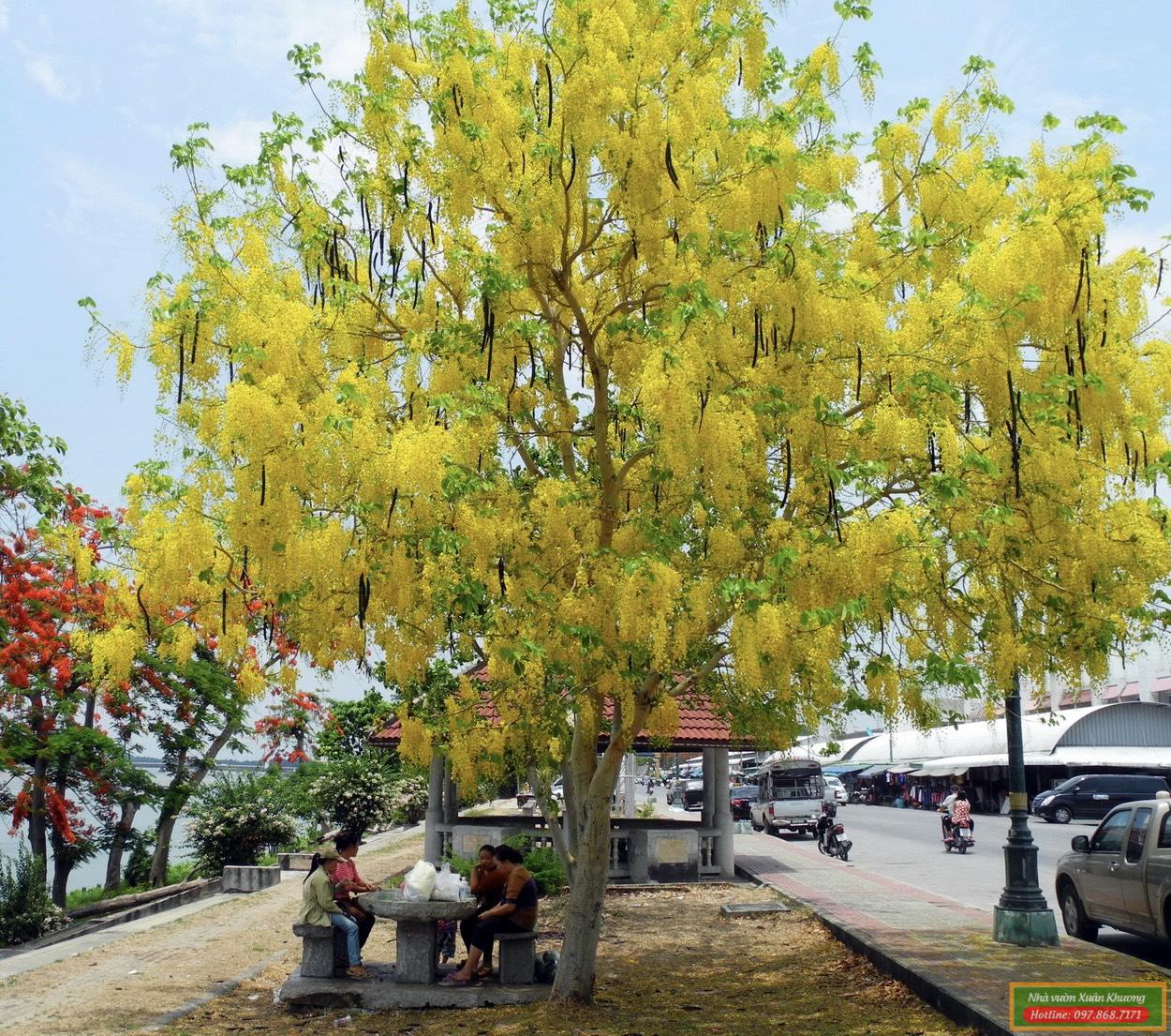 cây muồng hoàng yến osaka (4)