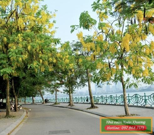 cây muồng hoàng yến osaka (5)