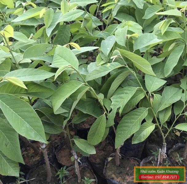 cây na dứa đài loan (1)