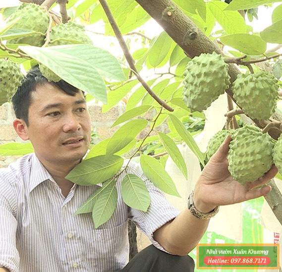 cây na dứa đài loan (2)