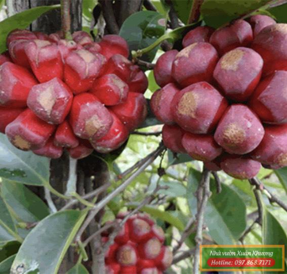 cây na rừng đỏ