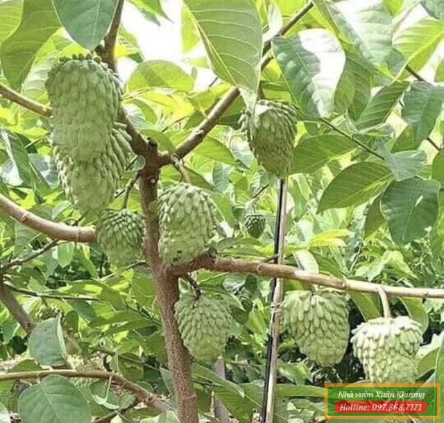 cây na sầu riêng