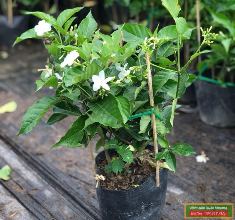 cây ngọc bút (1)