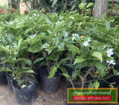 cây ngọc bút (2)