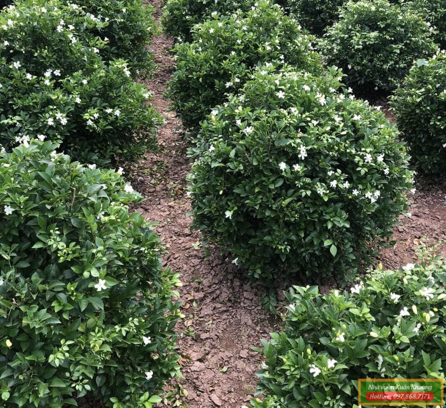 cây nguyệt quế đẹp (1)