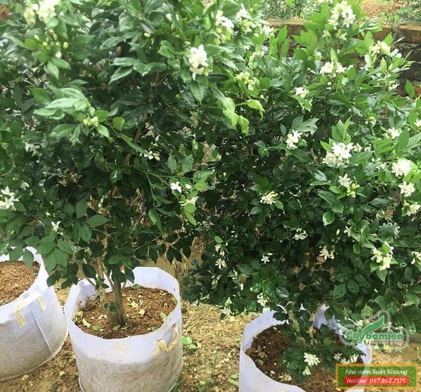 cây nguyệt quế đẹp (3)