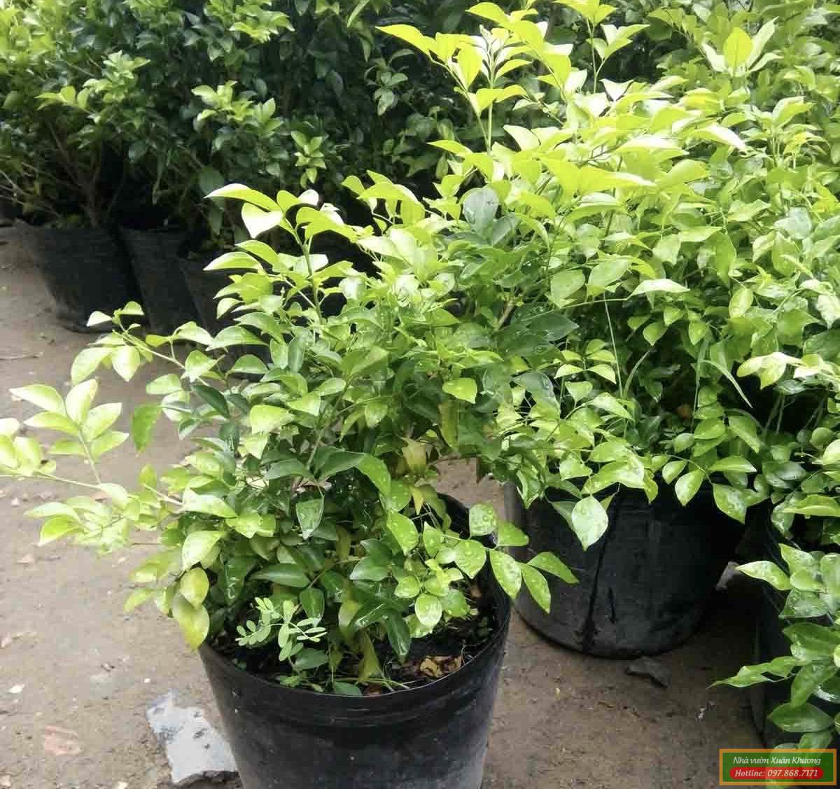 cây nguyệt quế đẹp (4)