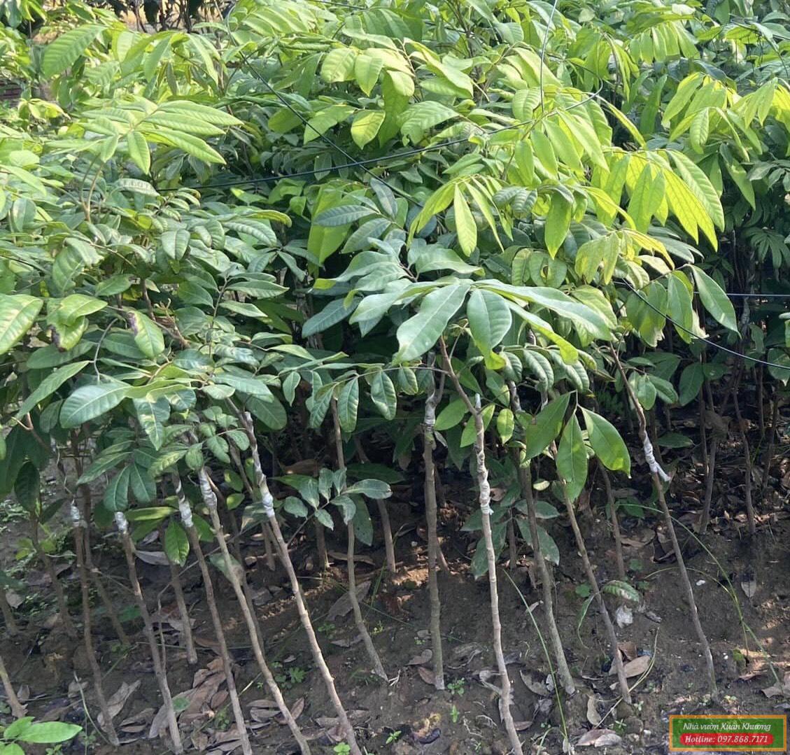 cây nhãn giống