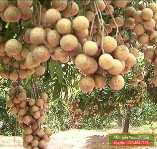 cây nhãn muộn miền