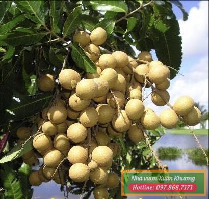 cây nhãn siêu ngọt (1)