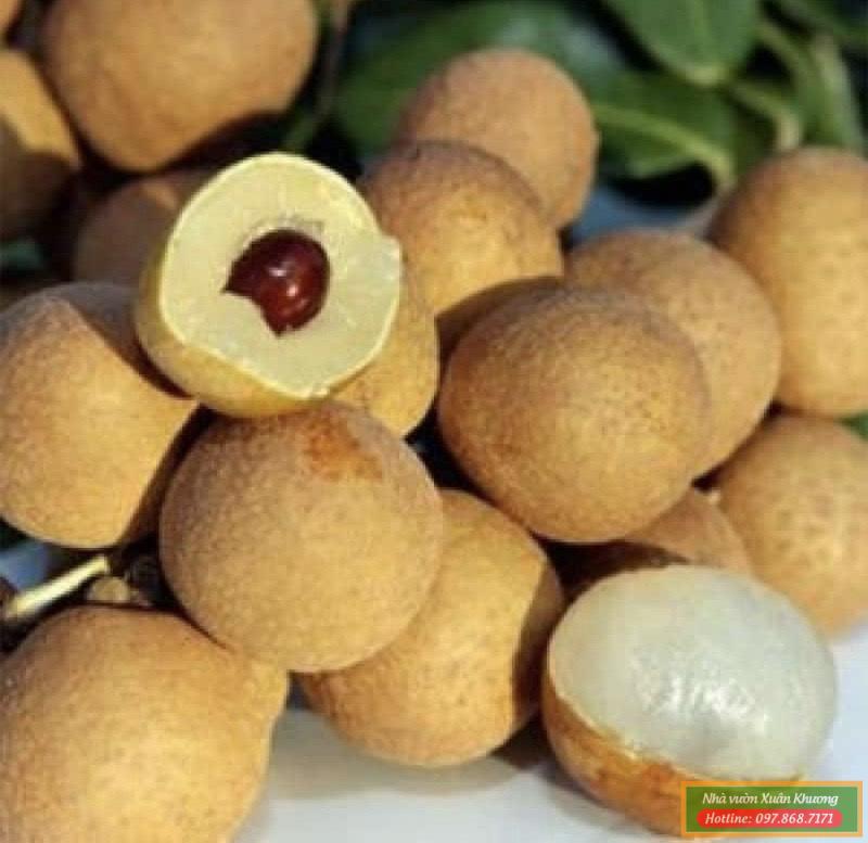 cây nhãn siêu ngọt (2)