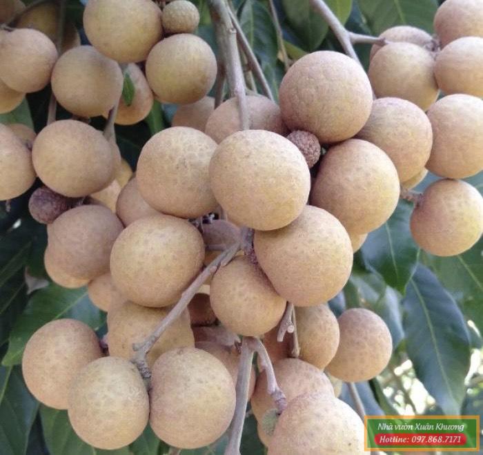 cây nhãn thái ido (1)