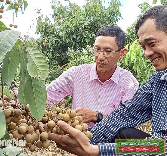 cây nhãn thái ido (2)