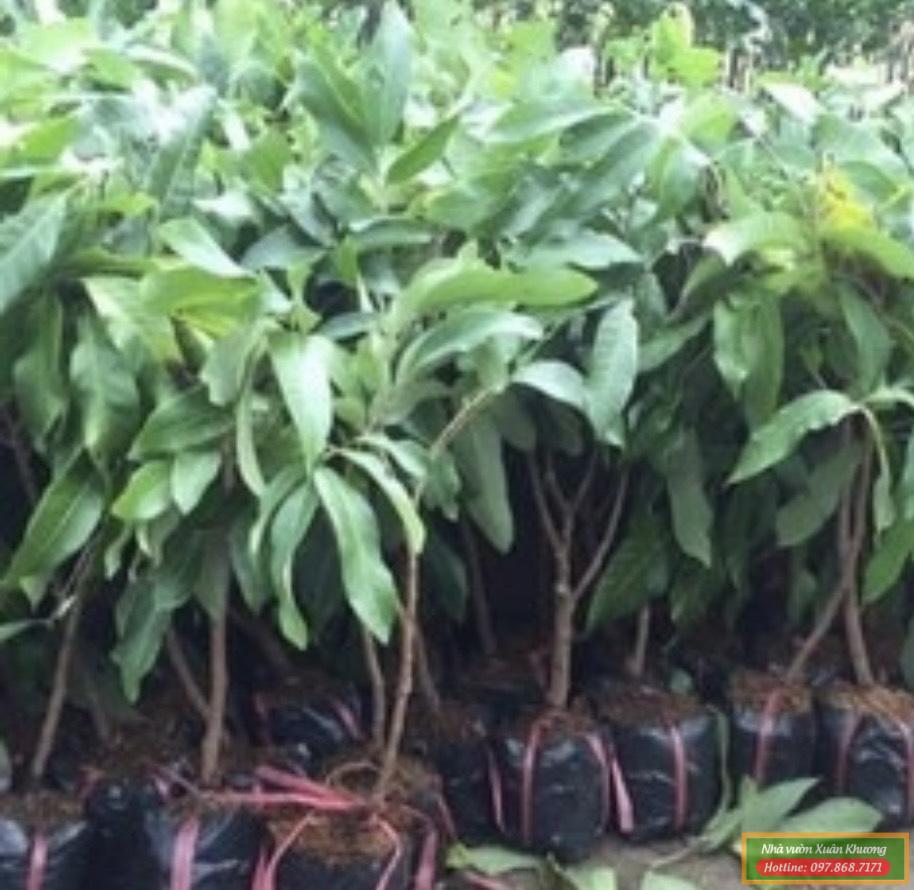 cây nhãn thái ido giống