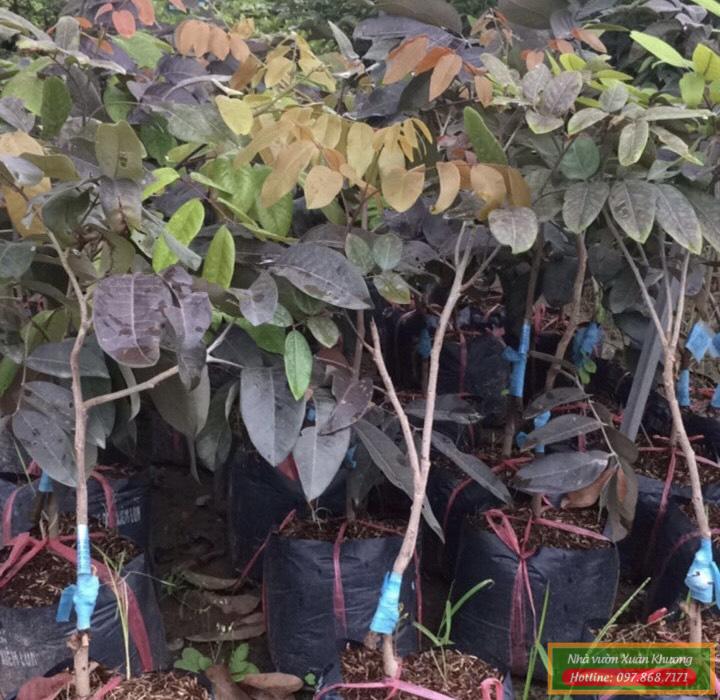 cây nhãn tím sóc trăng giống