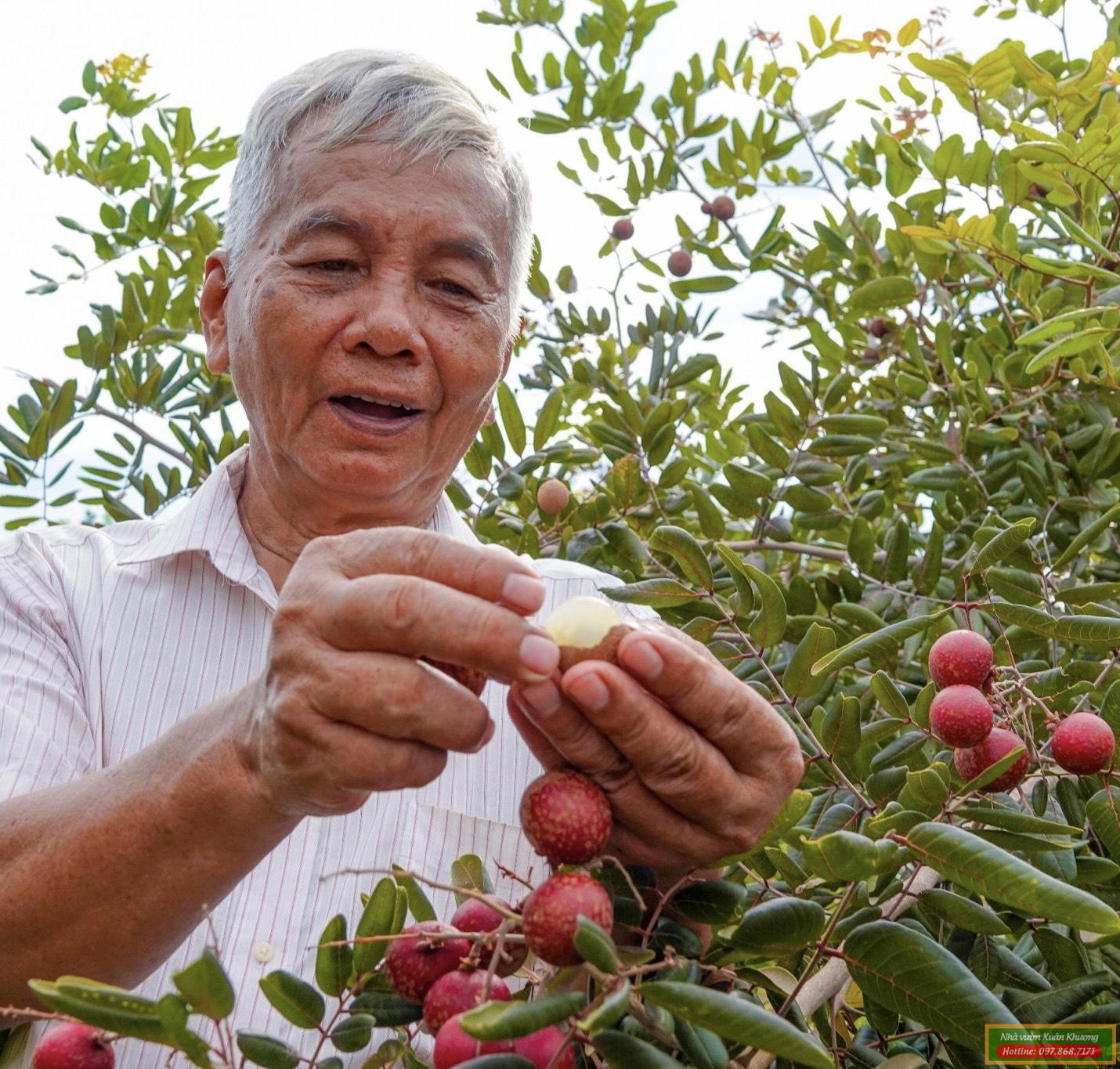 cây nhãn xuồng tím (1)