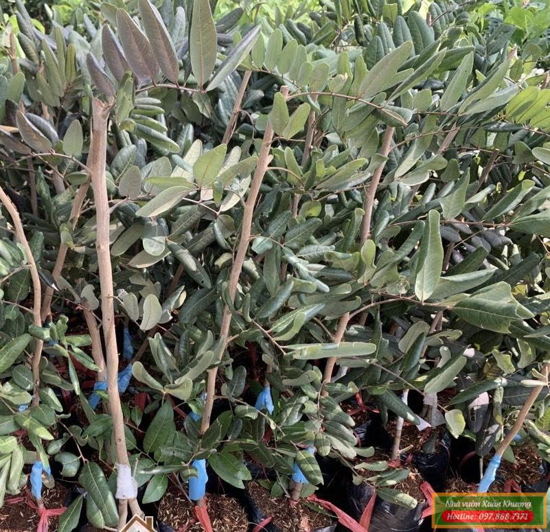 cây nhãn xuồng tím giống